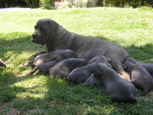 perros crianza