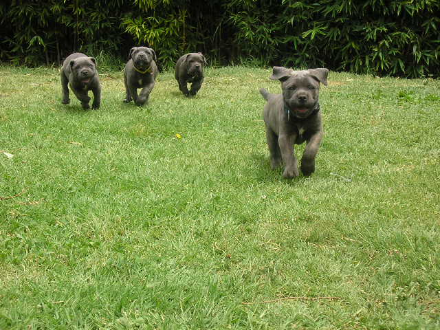 cachorros 